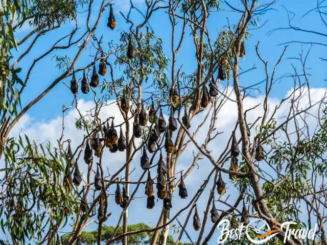 The resting fruit bats upside down in the eucalyptus trees.
