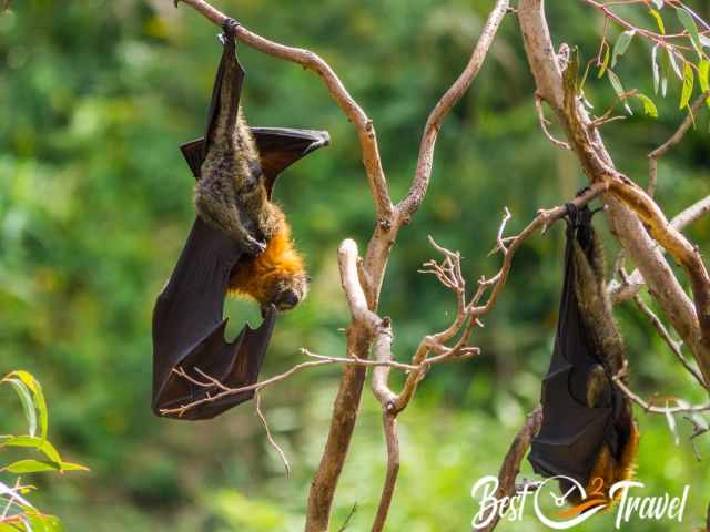 Elderly deep hanging flying foxes