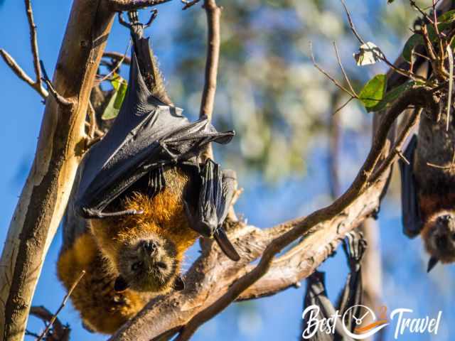 Close and lower hanging bats in the eucalyptus tree