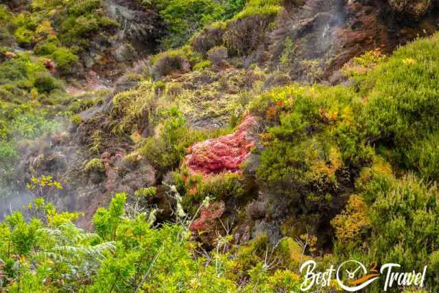 Zoom into the steam and a rock with pink moss.