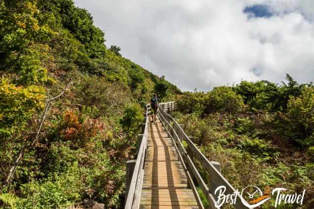 A hiker on the boardwalk which leads above the lush vegetation.