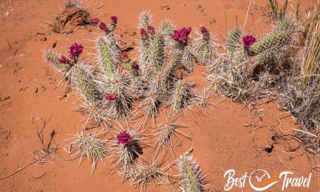 A pink flowering cactus in the desert