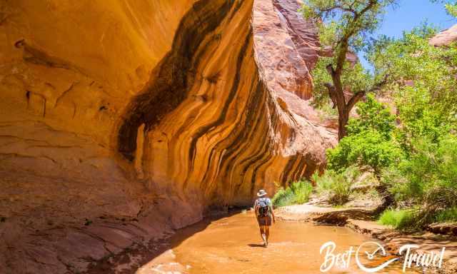 A hiker walking through the creek in Coyote Gulch