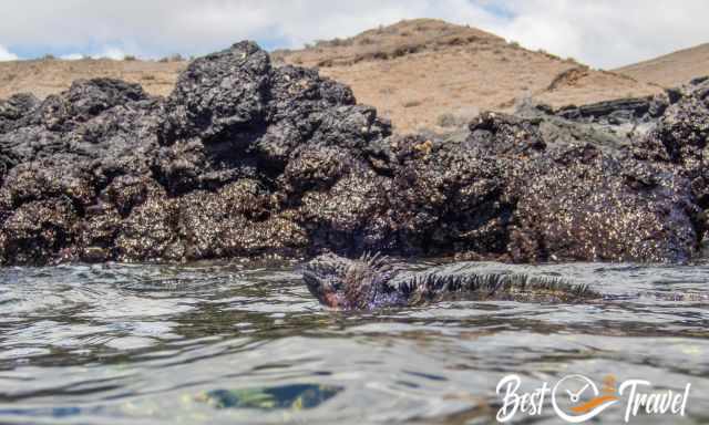 A swimming iguana close to the volcanic island