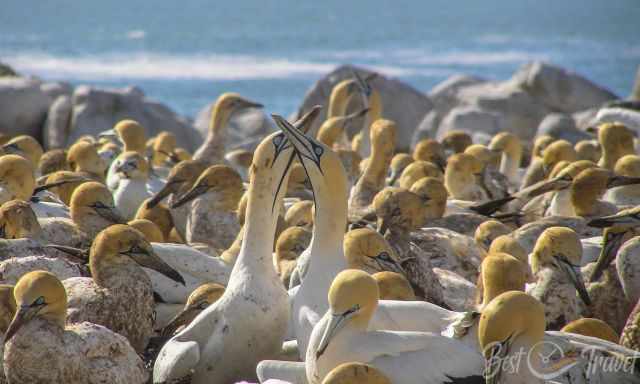 The gannet colony