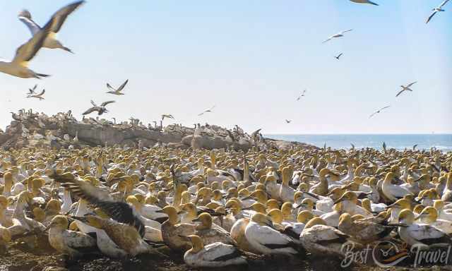 Hundreds of gannets are close together