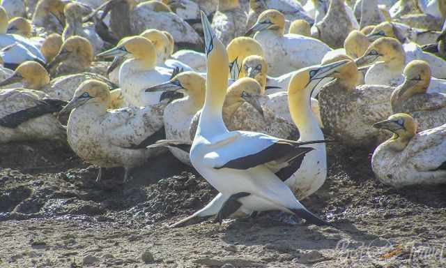 A clean gannet in front of the dirty colony