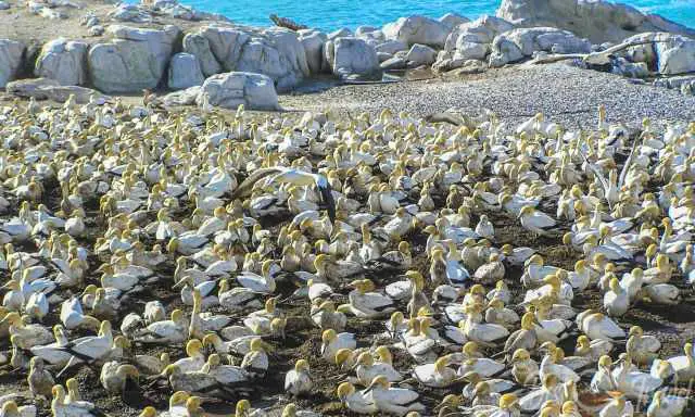 The massive gannet colony