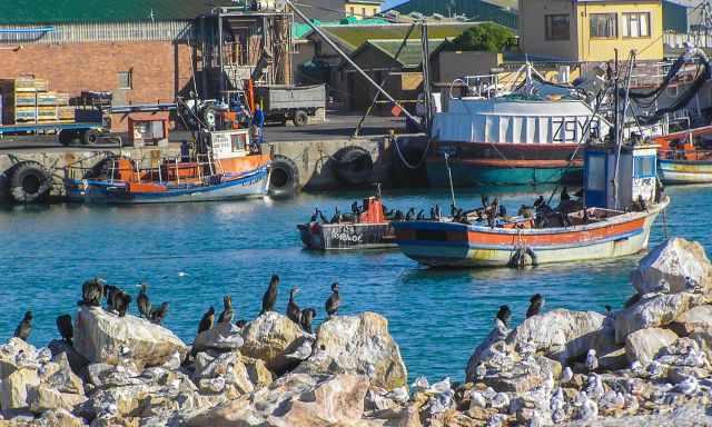 Black cormorants on fishermen boats