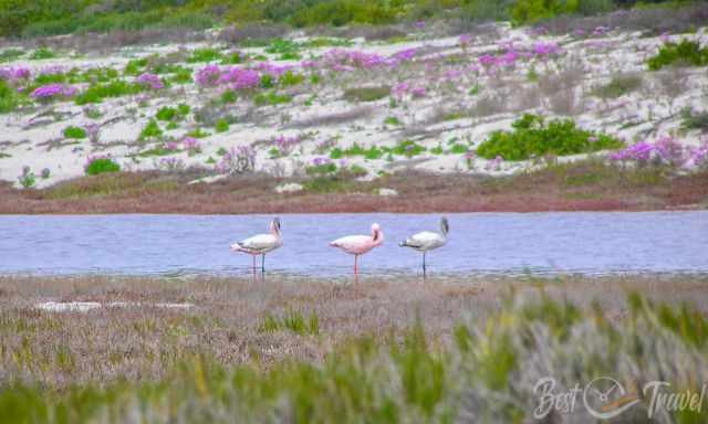 A group of flamingos in the brackish water