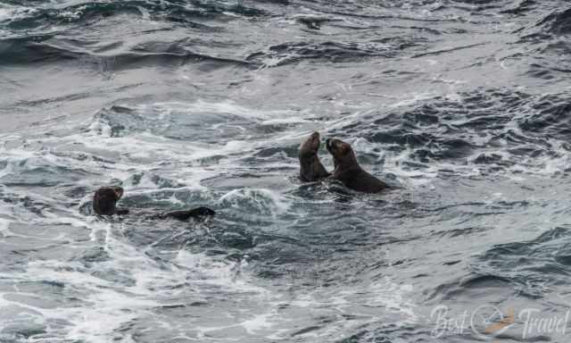 A group of otters close to the shore in Garrapata