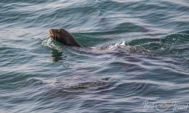Sea lions are close to the shore for feeding
