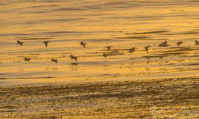 A group of pelicans glide above the sea at sunset