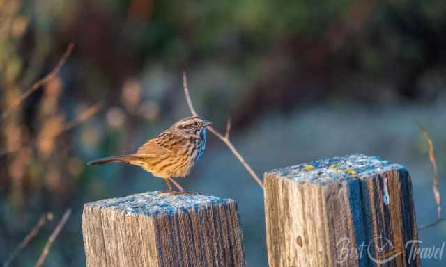 A bird in the thick bush