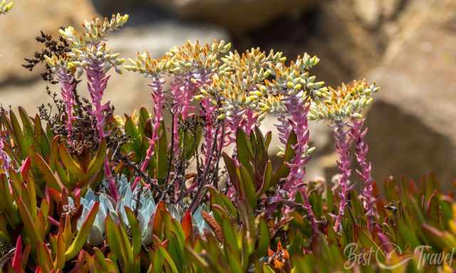 The exceptional coastal vegetation in Garrapata