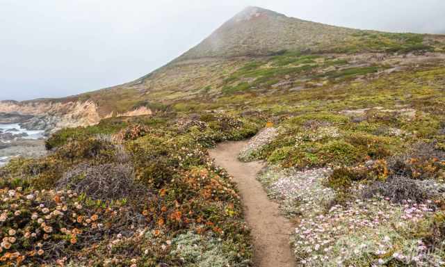 A coastal hiking trail through a field of wildflowers.