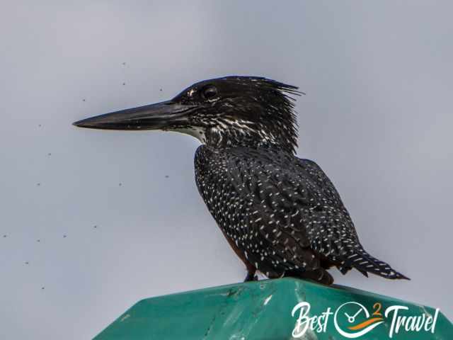 A kingsher sitting on a street lamp at the lagoon.