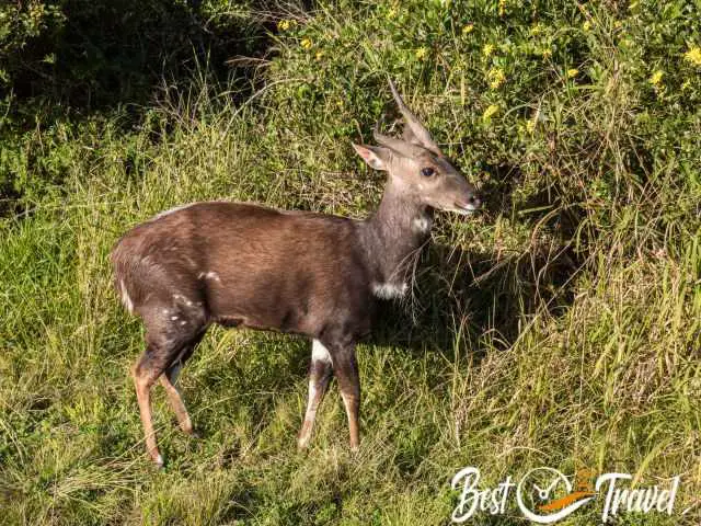 An antelope in Knysna