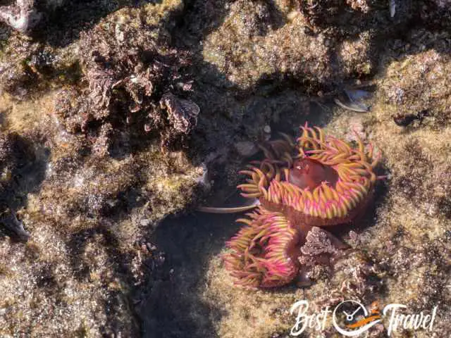 Two pink anemones in a tide pool.