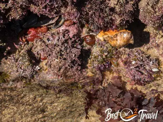 Sea life in a tide pool