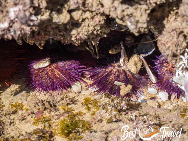 Sea urchins with pink stings