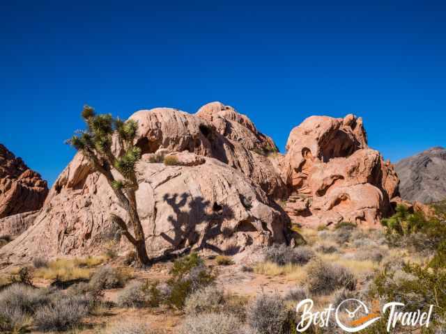 A Yucca plant and rock formations at Whitney