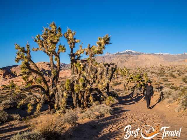 A hiker in warm clothes next to a huge Yucca Tree
