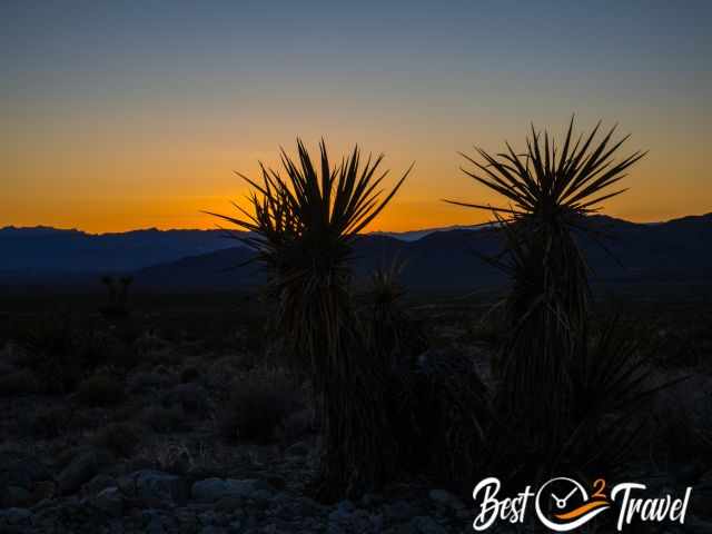 The shadow of two Yuccas at sunset