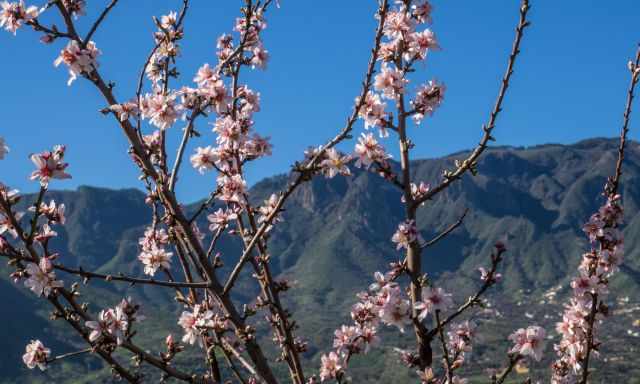 An almond tree in bloom