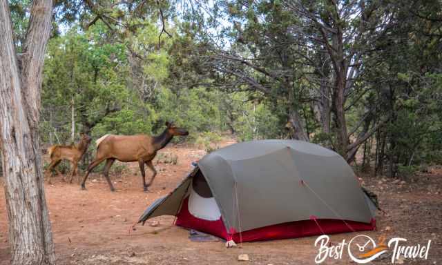 The Mather Campground at Grand Canyon with deers walking next to the tents