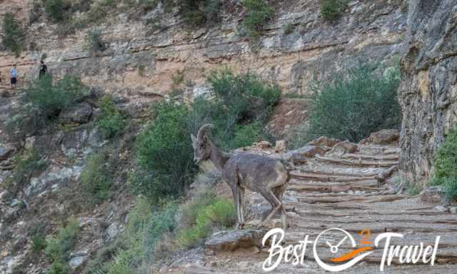 A Bighorn Sheep at the end of our hike 