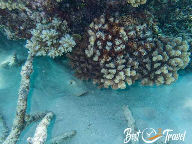 A ray hiding under a rock and under the white sand.