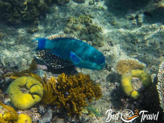 Colourful corals and a massive parrotfish.