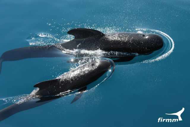 A pilot whale mum and her baby in the calm water.