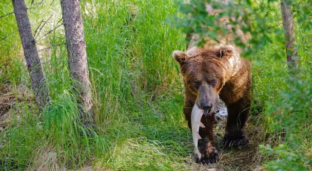 Grizzly with catch in the mouth