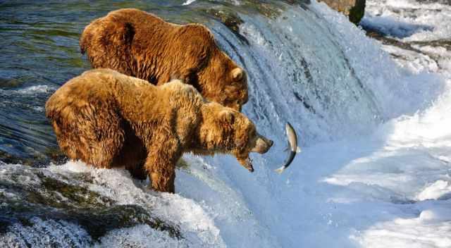 Two grizzlies staying in the falls and catching the jumping salmon