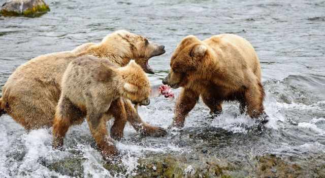 Three bears fighting for the salmon catch