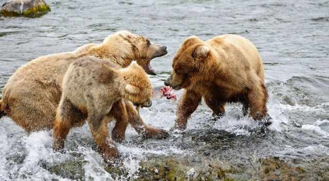 Grizzlies tear a salmon for eggs and brain