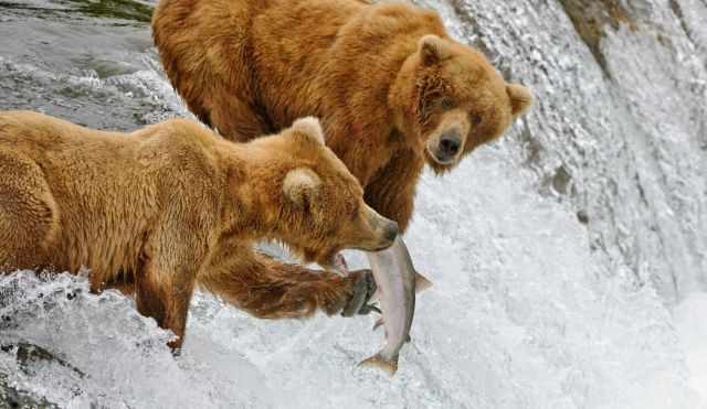 Two Grizzlies in the falls catching salmon