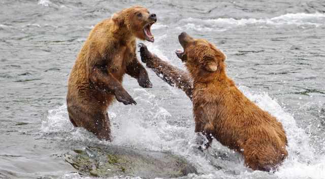 Two fighting bears from another viewing platform