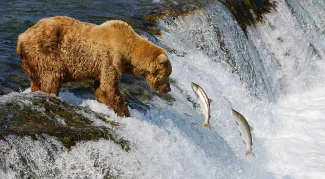 Two jumping salmon in front of a grizzly in Brooks Falls