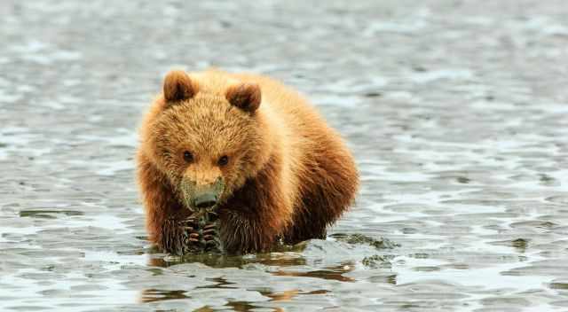 Grizzly feeding on clams