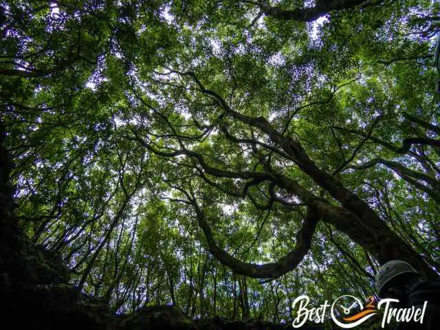 The view up from the entrance of the cave to the canopy