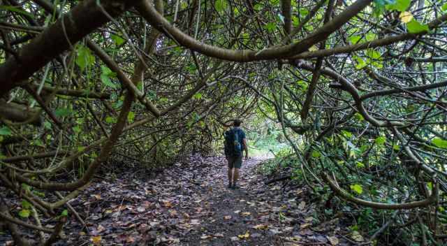 The beginning of the Moanalua Valley trail is wide and easy