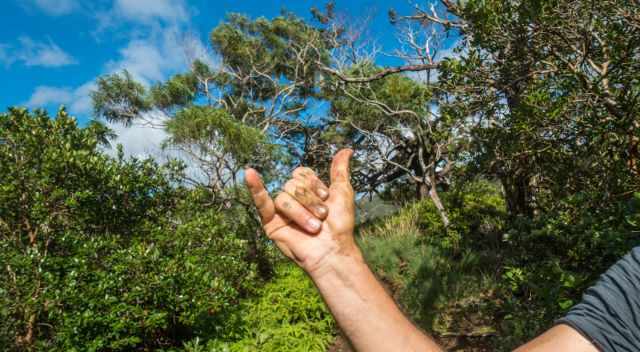 Muddy Hands from the Moanalua Valley Trail