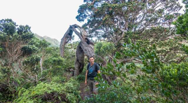 The Moanalua Valley Trail leads through wild and untouched nature