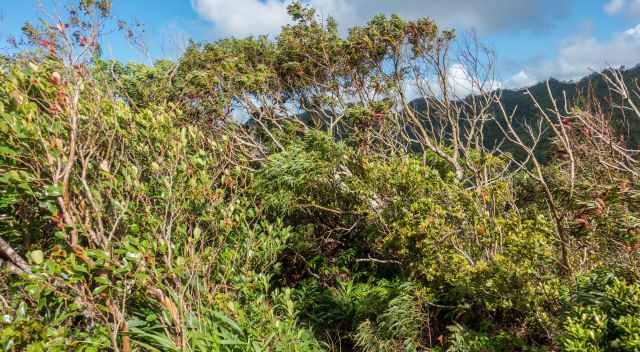 Strong winds shaped the vegetation.