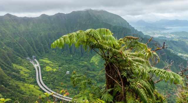 Fern Tree and HW H3 view from the Haiku Stairs down