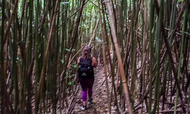 The bamboo forest to the Haiku Stairs and back