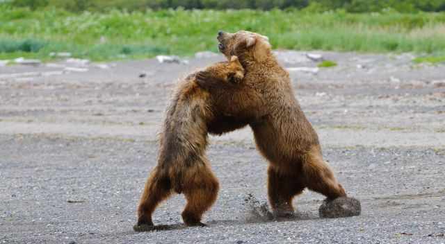 Bears fighting in Hallo Bay during mating season